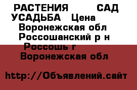 РАСТЕНИЯ        САД УСАДЬБА › Цена ­ 50 - Воронежская обл., Россошанский р-н, Россошь г.  »    . Воронежская обл.